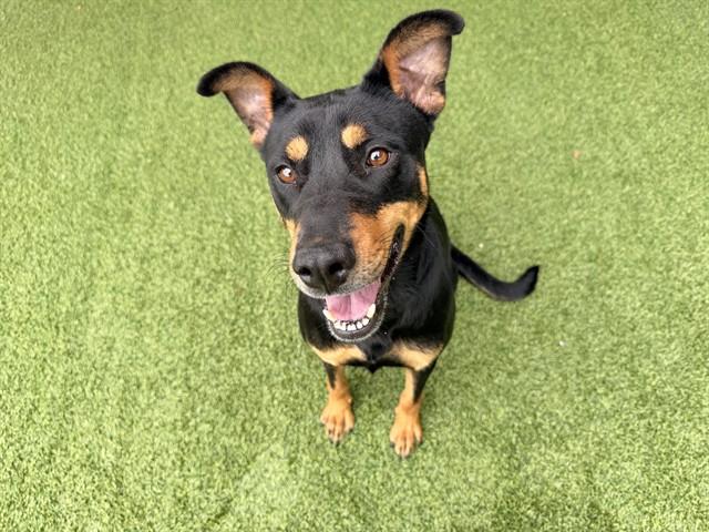 Enlarge LUNA, a Adoptable mixed breed in Garland, TX image 1/1