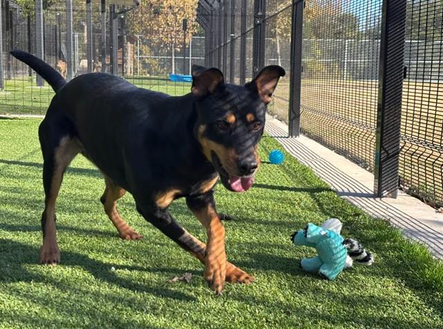 Enlarge LUNA, a Adoptable mixed breed in Garland, TX image 2/2