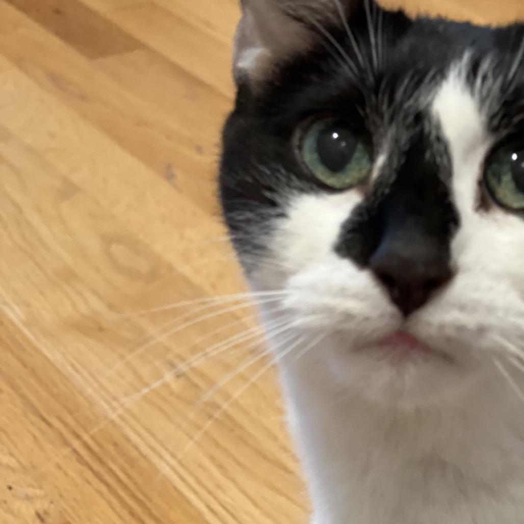 Dida, Adoptable, Senior Female Domestic Short Hair.