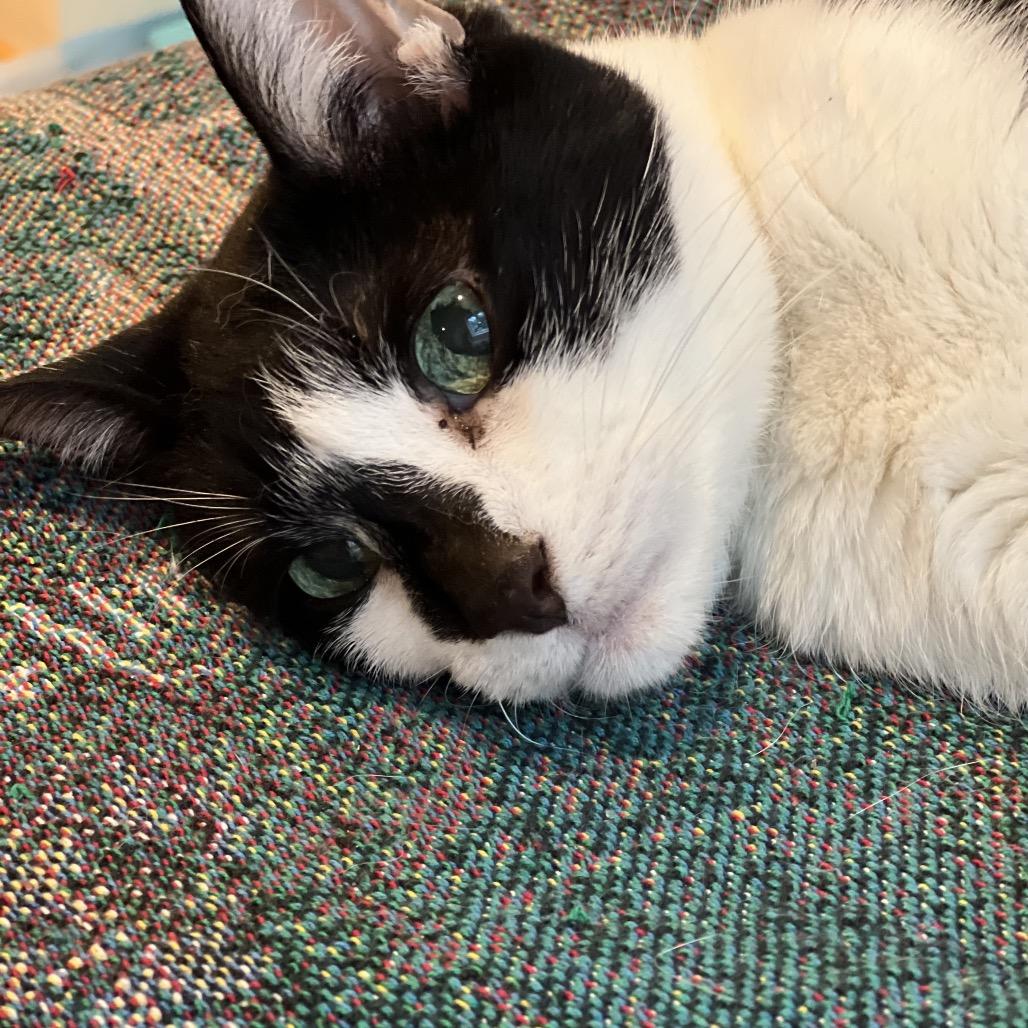 Dida, a Adoptable Domestic Short Hair in Wakefield, MA image 2/6