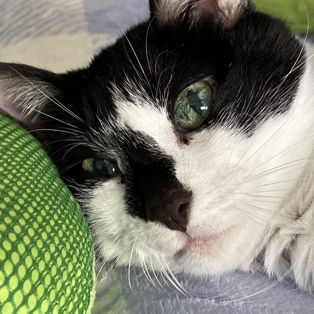 Dida, a Adoptable Domestic Short Hair in Wakefield, MA image 3/6