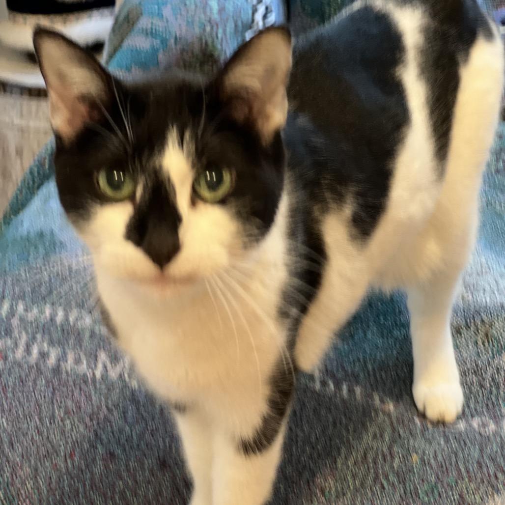 Dida, a Adoptable Domestic Short Hair in Wakefield, MA image 4/6