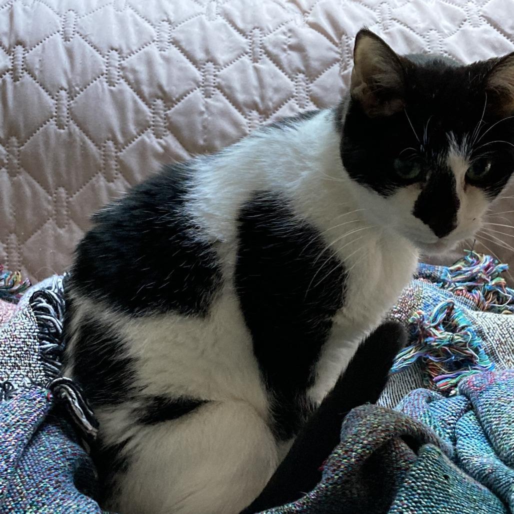 Dida, a Adoptable Domestic Short Hair in Wakefield, MA image 5/6