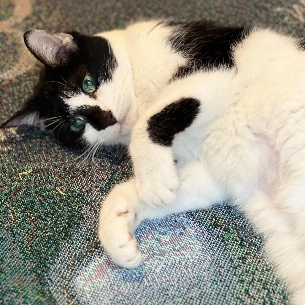 Dida, a Adoptable Domestic Short Hair in Wakefield, MA image 6/6
