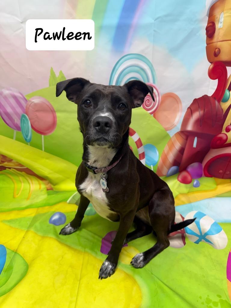 Enlarge Pawleen, an adoptable Mixed Breed in Urbana, OH image 1/2