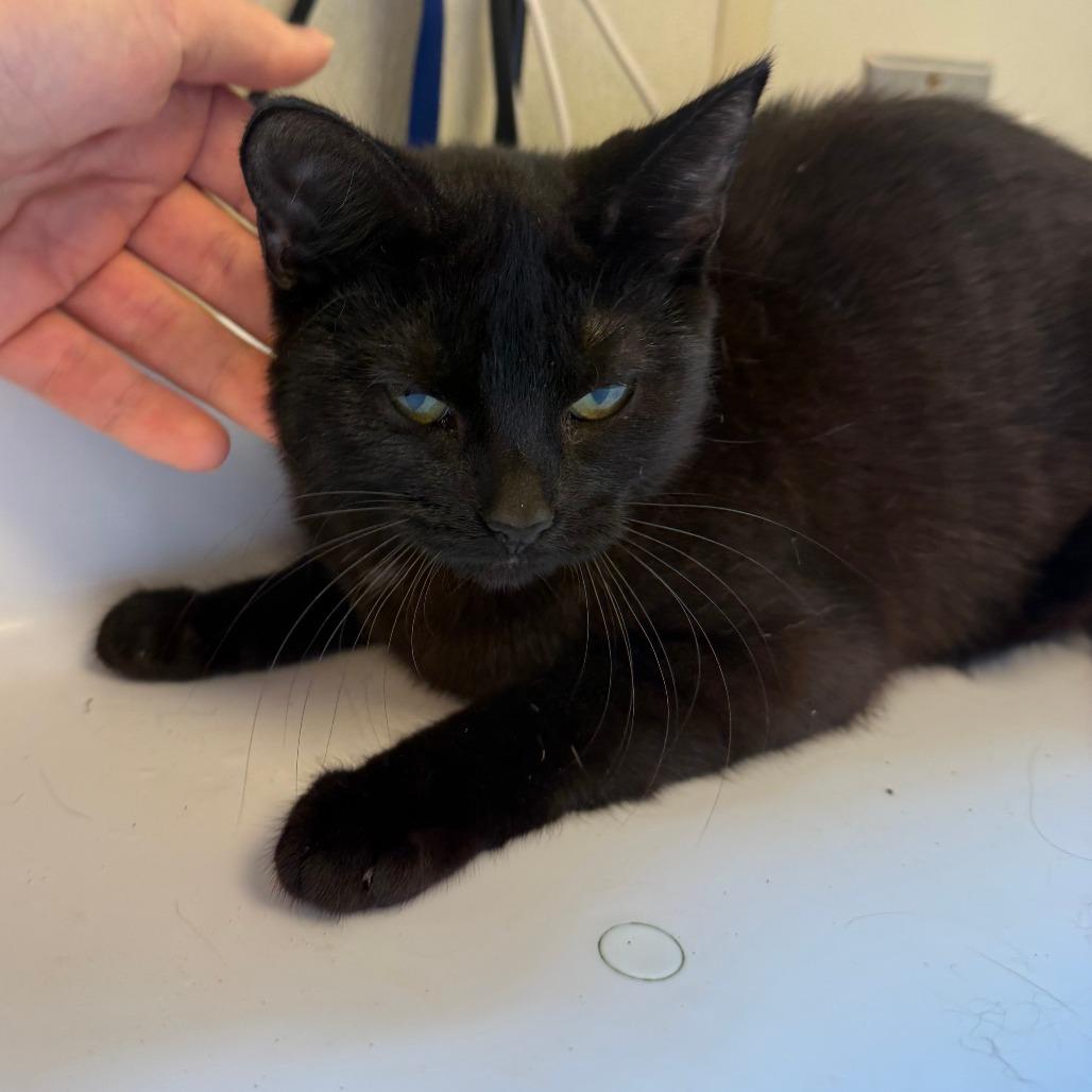 Tango, Adoptable, Adult Female Domestic Short Hair.