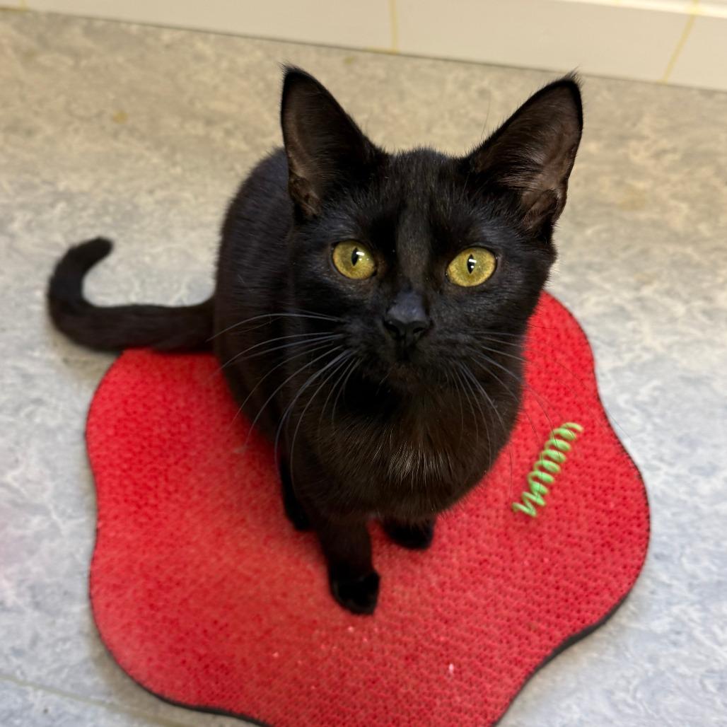 Enlarge Tango, a Adoptable Domestic Short Hair in Morrisville, VT image 2/2