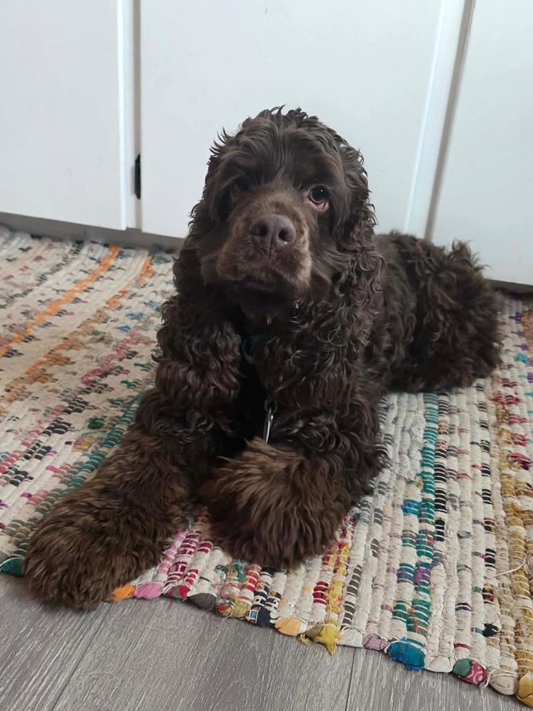 Mo, Adoptable, Adult Female Cocker Spaniel.