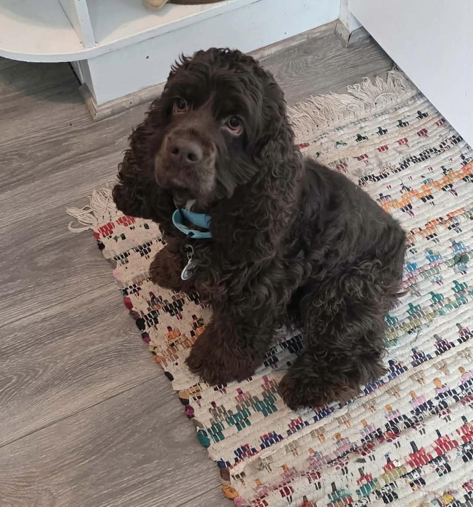 Enlarge Mo, a Adoptable Cocker Spaniel in Alden, NY image 3/4