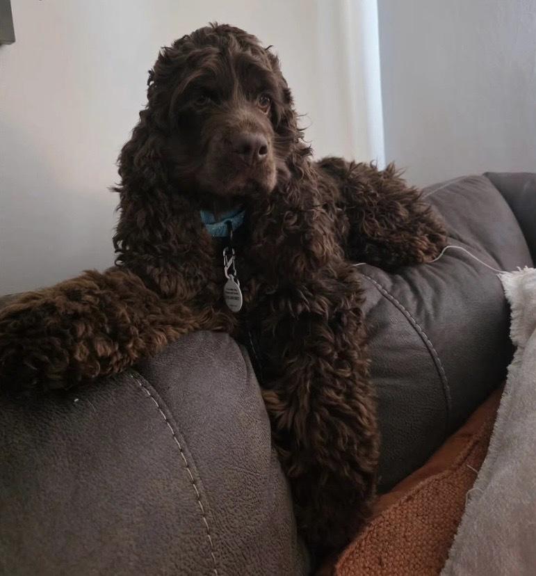 Enlarge Mo, a Adoptable Cocker Spaniel in Alden, NY image 4/4