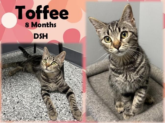 Toffee, ADOPTABLE, Young Female Domestic Short Hair.