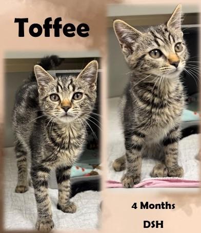 Toffee, ADOPTABLE, Young Female Domestic Short Hair.