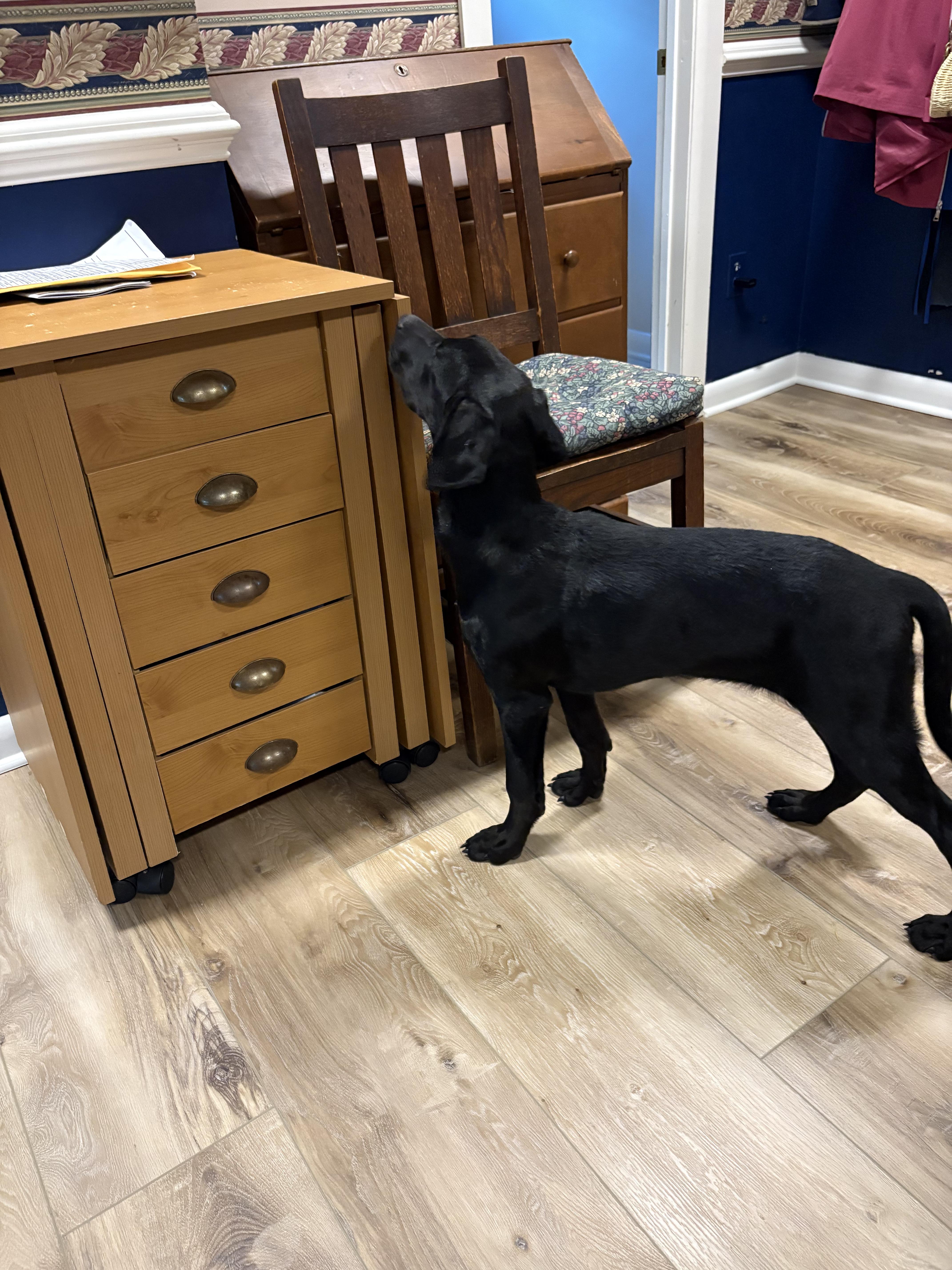 Enlarge Gunner - In NJ, an adoptable Black Labrador Retriever in Willington, CT image 4/6