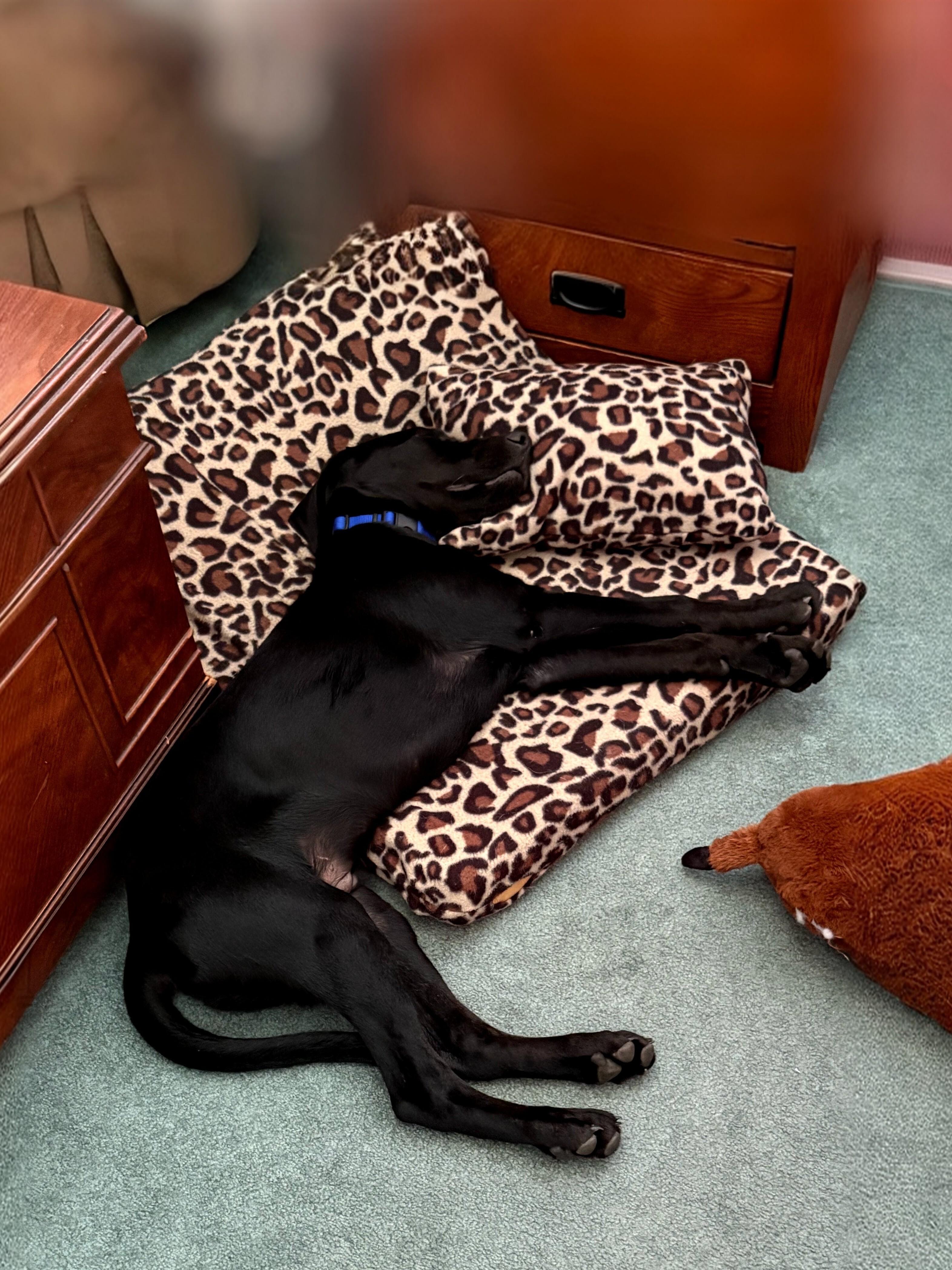 Enlarge Gunner - In NJ, an adoptable Black Labrador Retriever in Willington, CT image 5/6