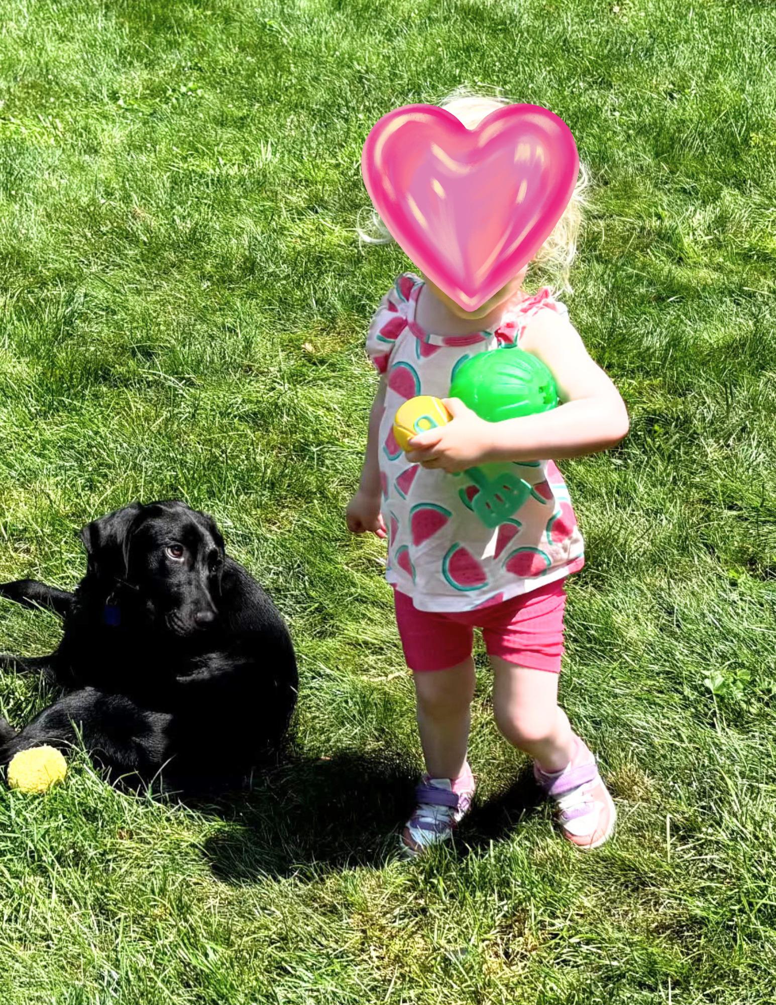 Enlarge Gunner - In NJ, an adoptable Black Labrador Retriever in Willington, CT image 3/6
