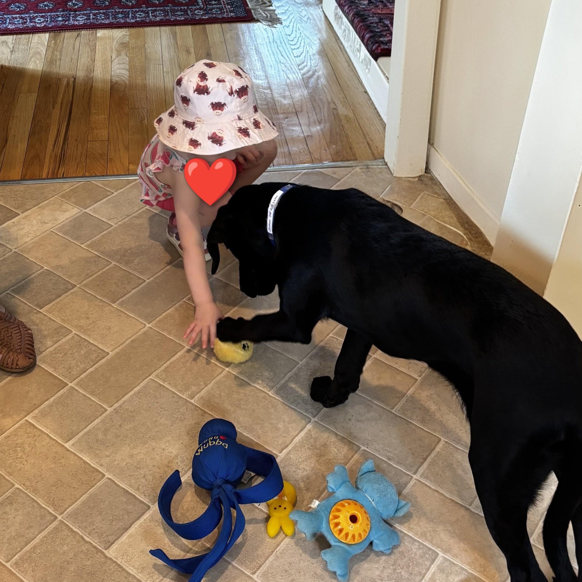 Enlarge Gunner - In NJ, an adoptable Black Labrador Retriever in Willington, CT image 2/6