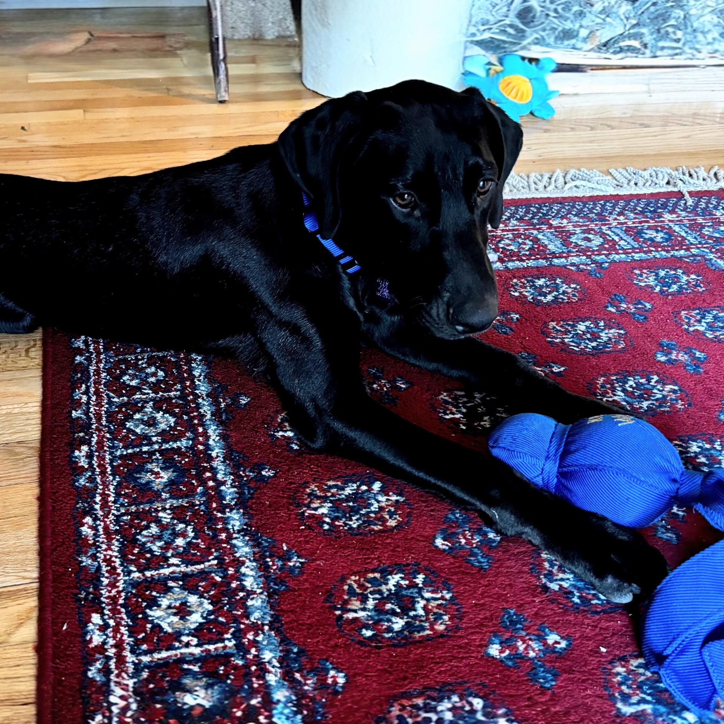Enlarge Gunner - In NJ, an adoptable Black Labrador Retriever in Willington, CT image 1/6