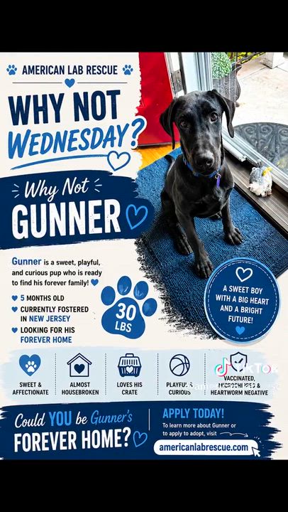 Enlarge Gunner - In NJ, an adoptable Black Labrador Retriever in Willington, CT video 6/6