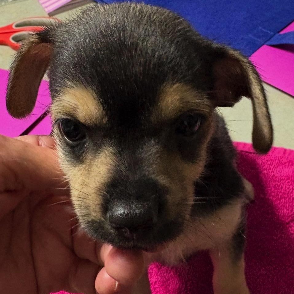 Enlarge Shrek, a ADOPTABLE mixed breed in Orange Park, FL image 1/3