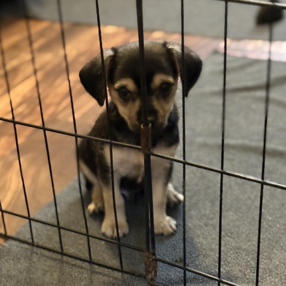 Enlarge Shrek, a ADOPTABLE mixed breed in Orange Park, FL image 2/3