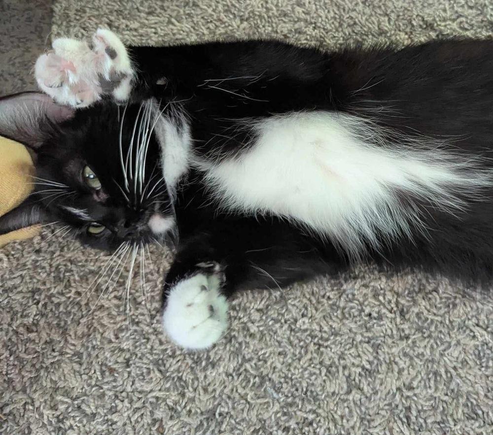 Sammy, Adoptable, Young Female Domestic Short Hair & Domestic Short Hair.