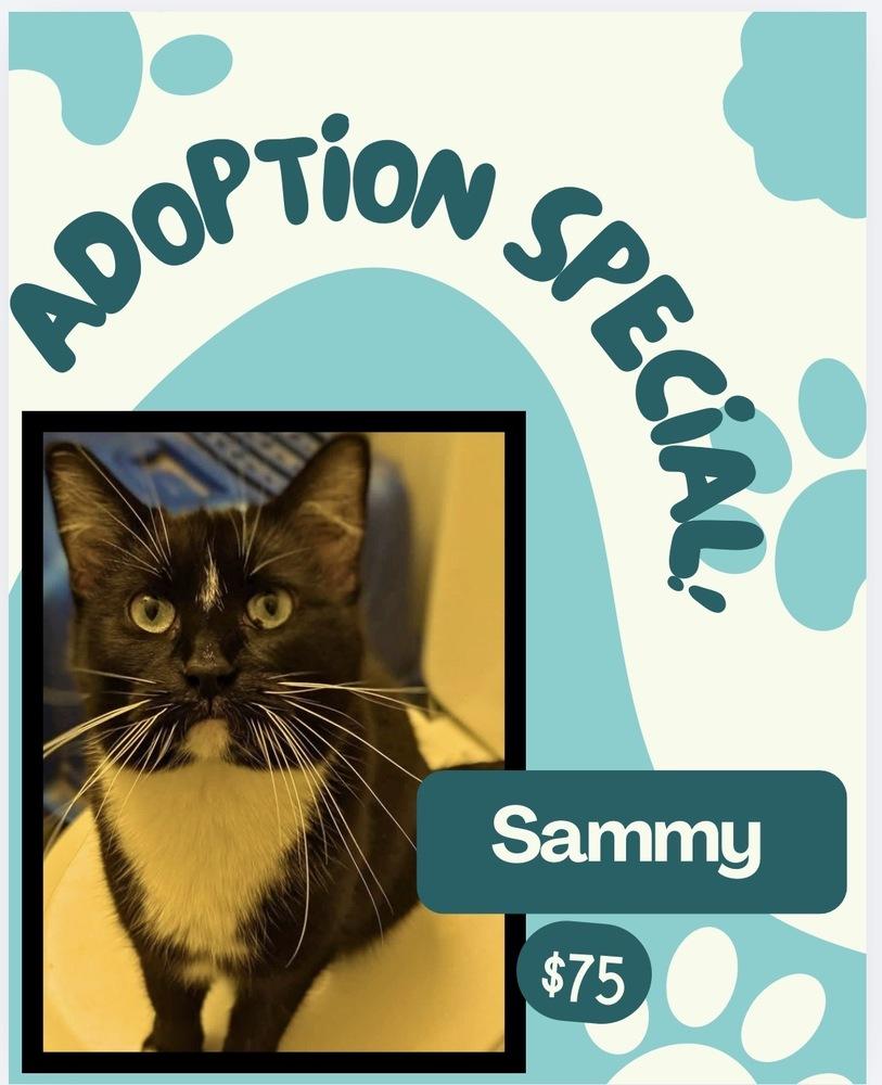 Enlarge Sammy, a Adoptable mixed breed in Poplar Grove, IL image 1/6