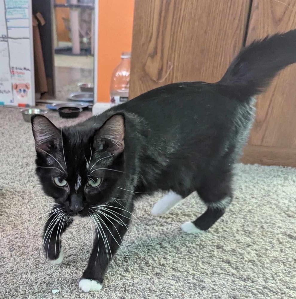 Sammy, Adoptable, Young Female Domestic Short Hair & Domestic Short Hair.