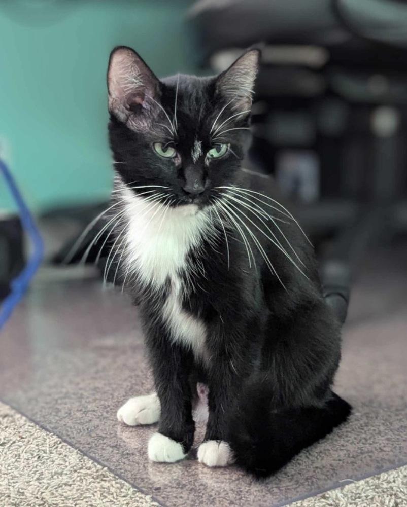 Enlarge Sammy, a Adoptable mixed breed in Poplar Grove, IL image 1/5