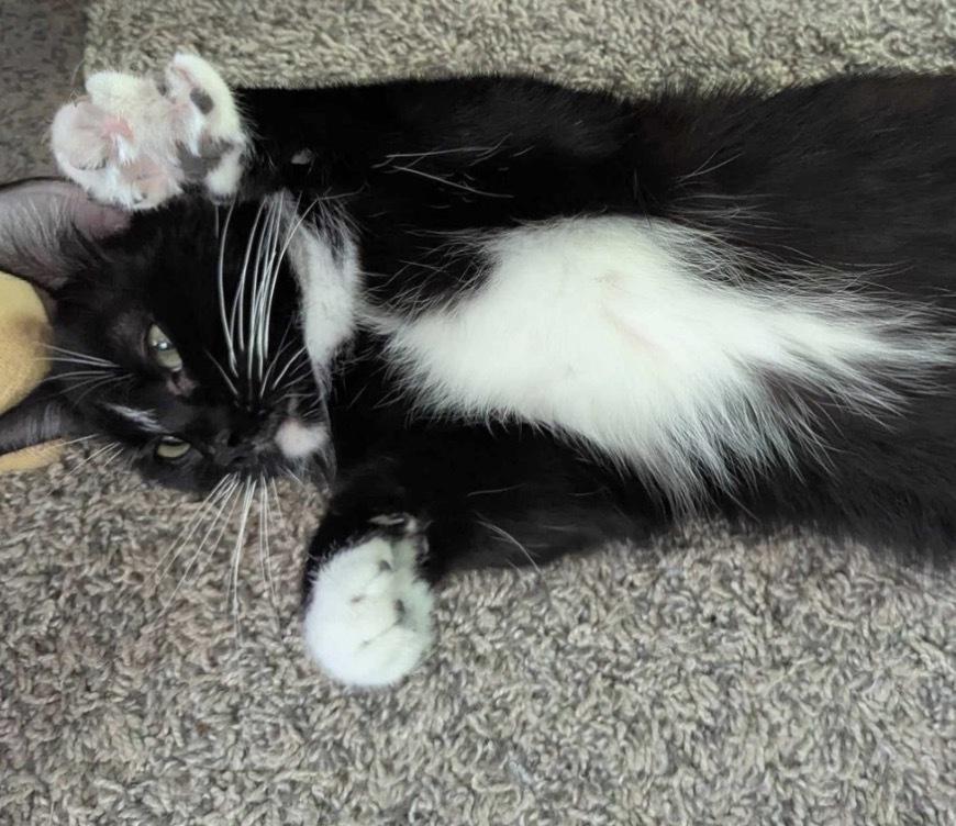 Enlarge Sammy, a Adoptable mixed breed in Poplar Grove, IL image 3/5