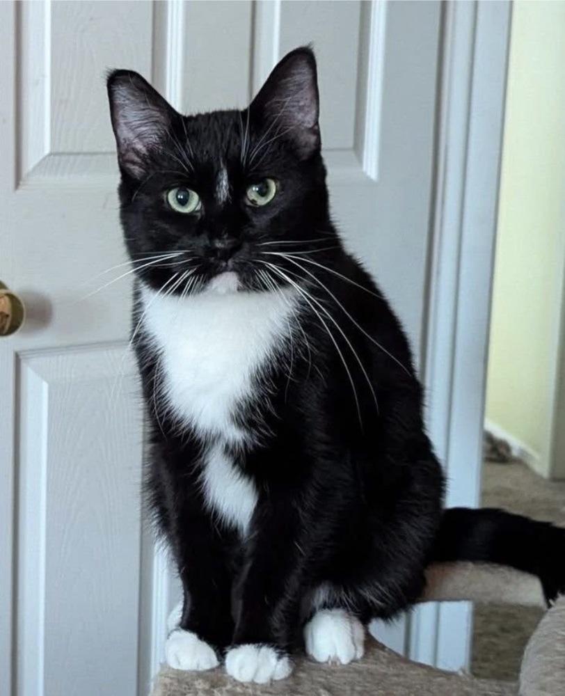 Enlarge Sammy, a Adoptable mixed breed in Poplar Grove, IL image 4/5