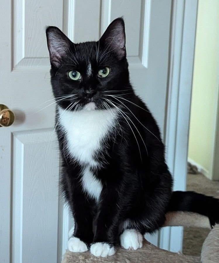 Enlarge Sammy, a Adoptable mixed breed in Poplar Grove, IL image 2/6