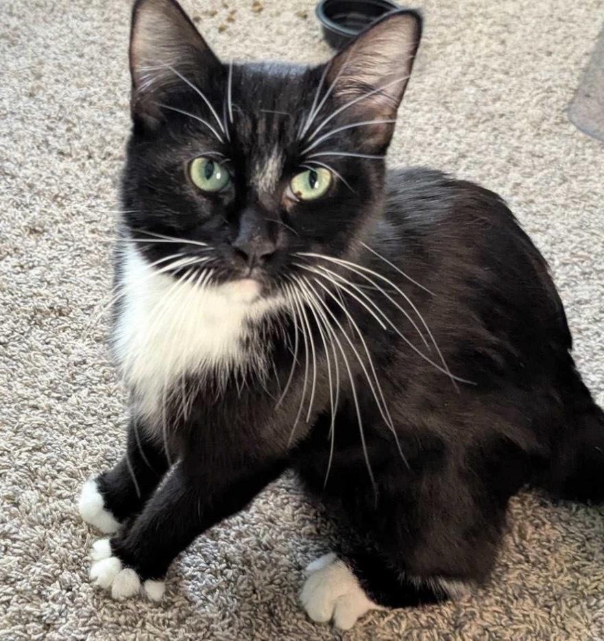Enlarge Sammy, a Adoptable mixed breed in Poplar Grove, IL image 5/5
