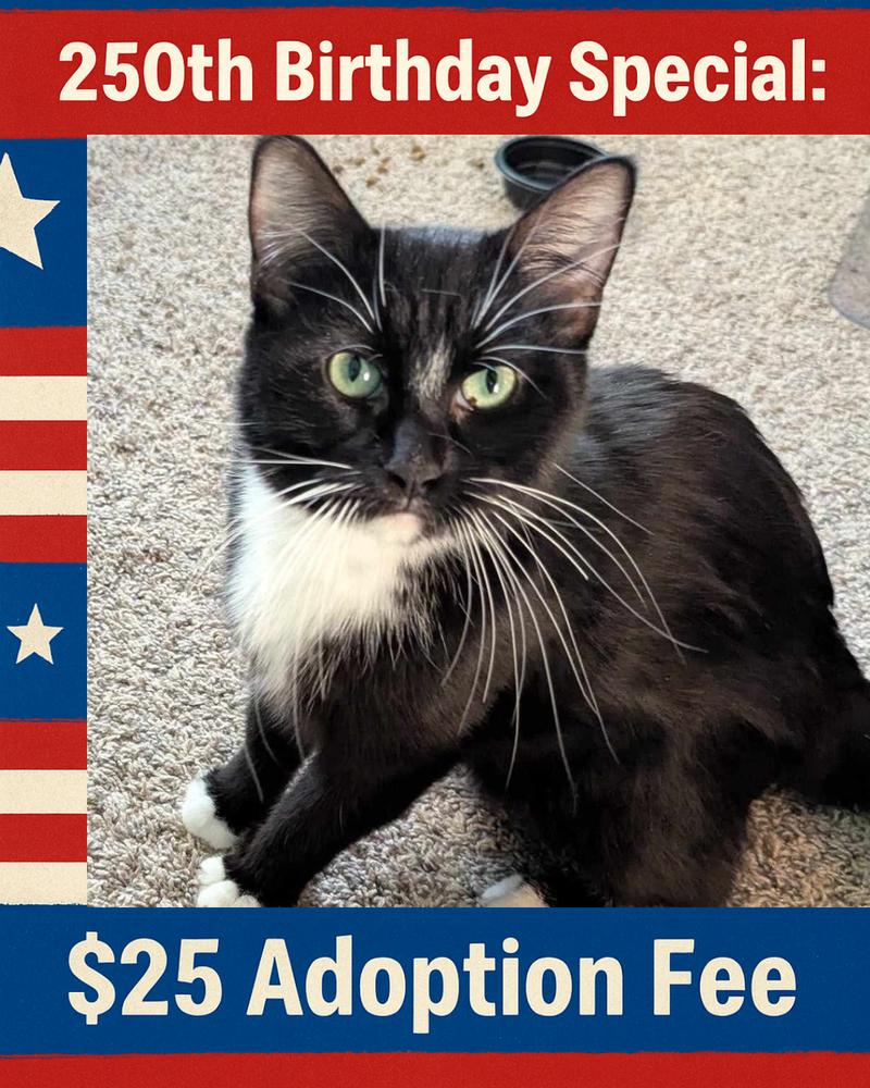 Enlarge Sammy, a Adoptable mixed breed in Poplar Grove, IL image 3/6