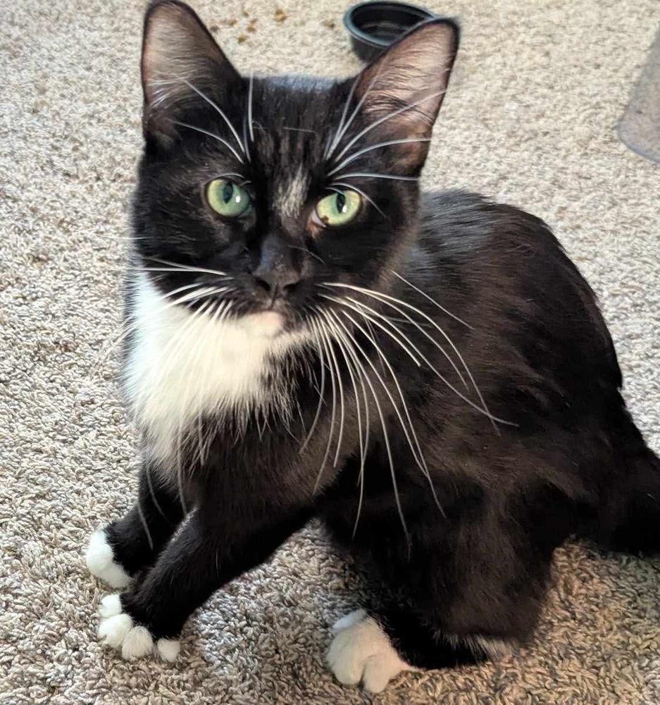 Sammy, Adoptable, Young Female Domestic Short Hair & Domestic Short Hair.