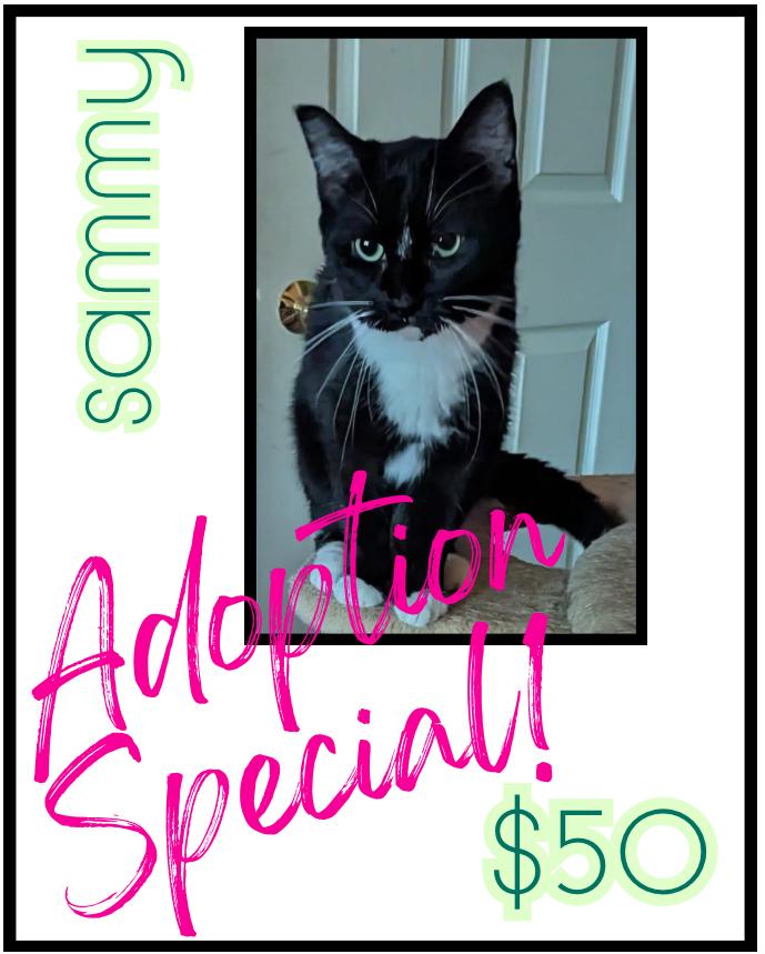 Enlarge Sammy, a Adoptable mixed breed in Poplar Grove, IL image 3/6