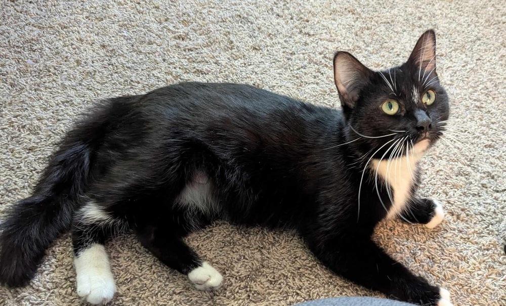 Enlarge Sammy, a Adoptable mixed breed in Poplar Grove, IL image 4/6