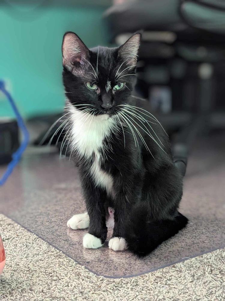 Enlarge Sammy, a Adoptable mixed breed in Poplar Grove, IL image 5/6