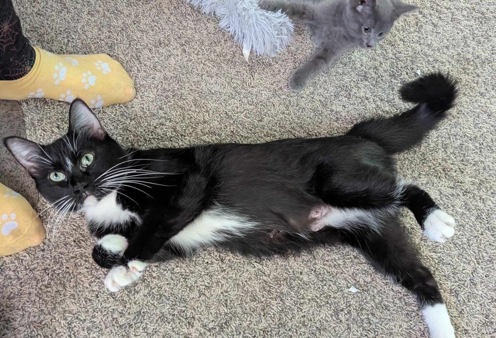 Enlarge Sammy, a Adoptable mixed breed in Poplar Grove, IL image 6/6