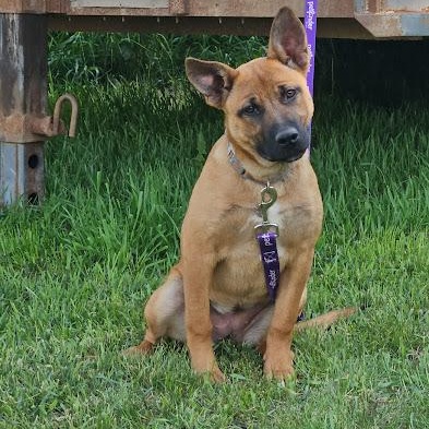 Enlarge Maya, a Adopted mixed breed in Watertown, SD image 1/6
