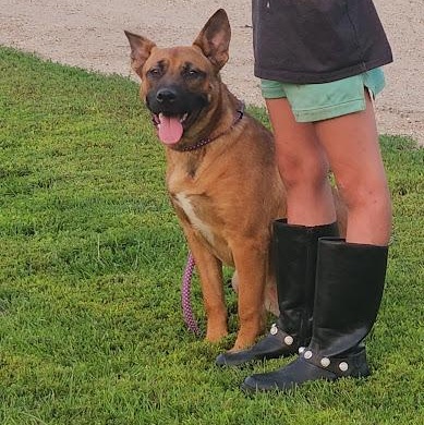 Enlarge Maya, a Adopted mixed breed in Watertown, SD image 6/6