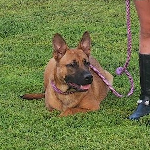 Enlarge Maya, a Adopted mixed breed in Watertown, SD image 4/6