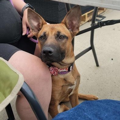 Enlarge Maya, a Adopted mixed breed in Watertown, SD image 3/6