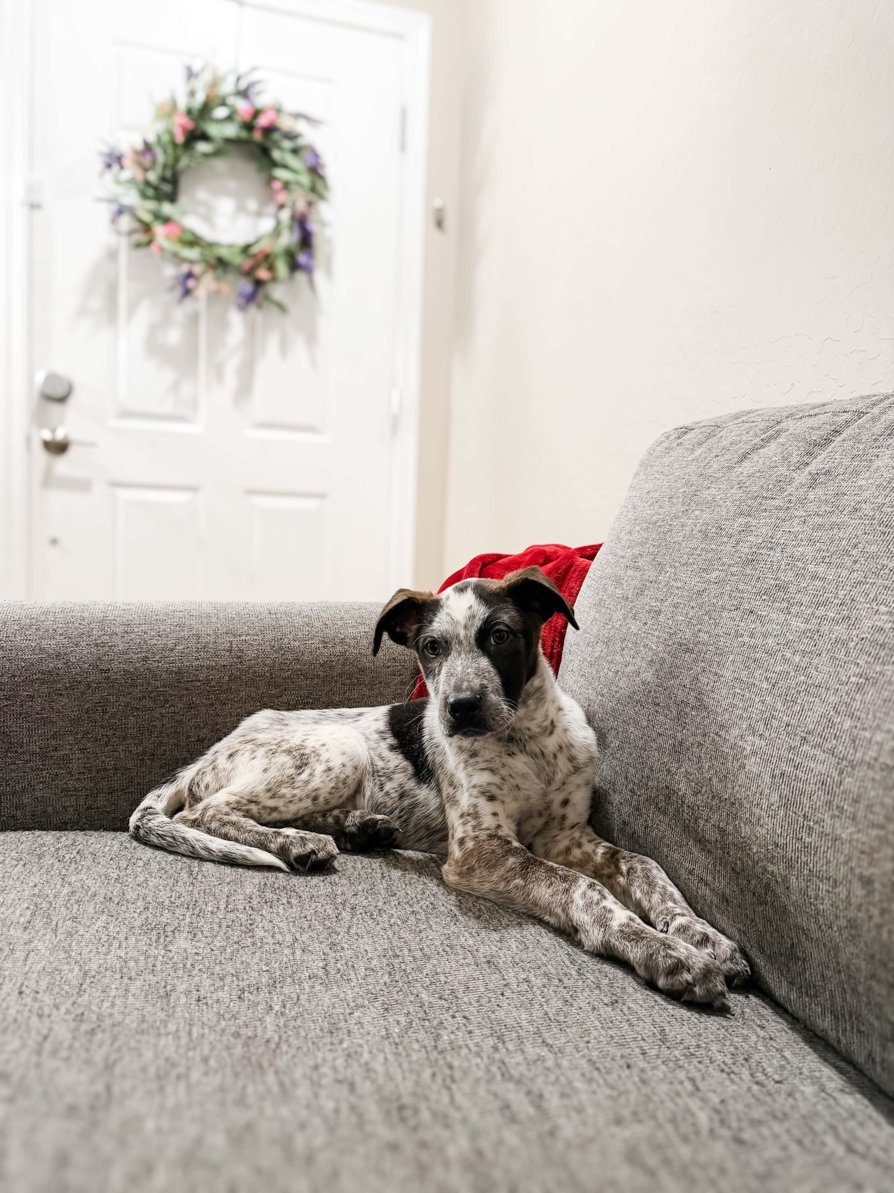 Stripe, Adoptable, Puppy Male Australian Cattle Dog / Blue Heeler.