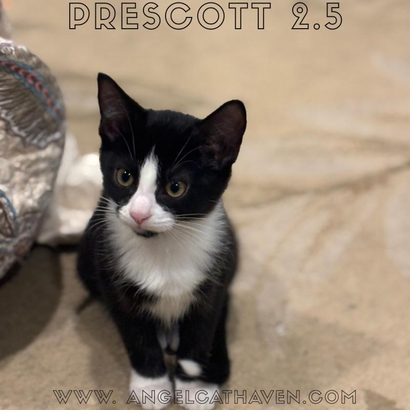 Enlarge Prescott 2.5, a Adoptable Domestic Short Hair in Plainville, MA image 1/3