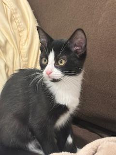 Enlarge Prescott 2.5, a Adoptable Domestic Short Hair in Plainville, MA image 2/3