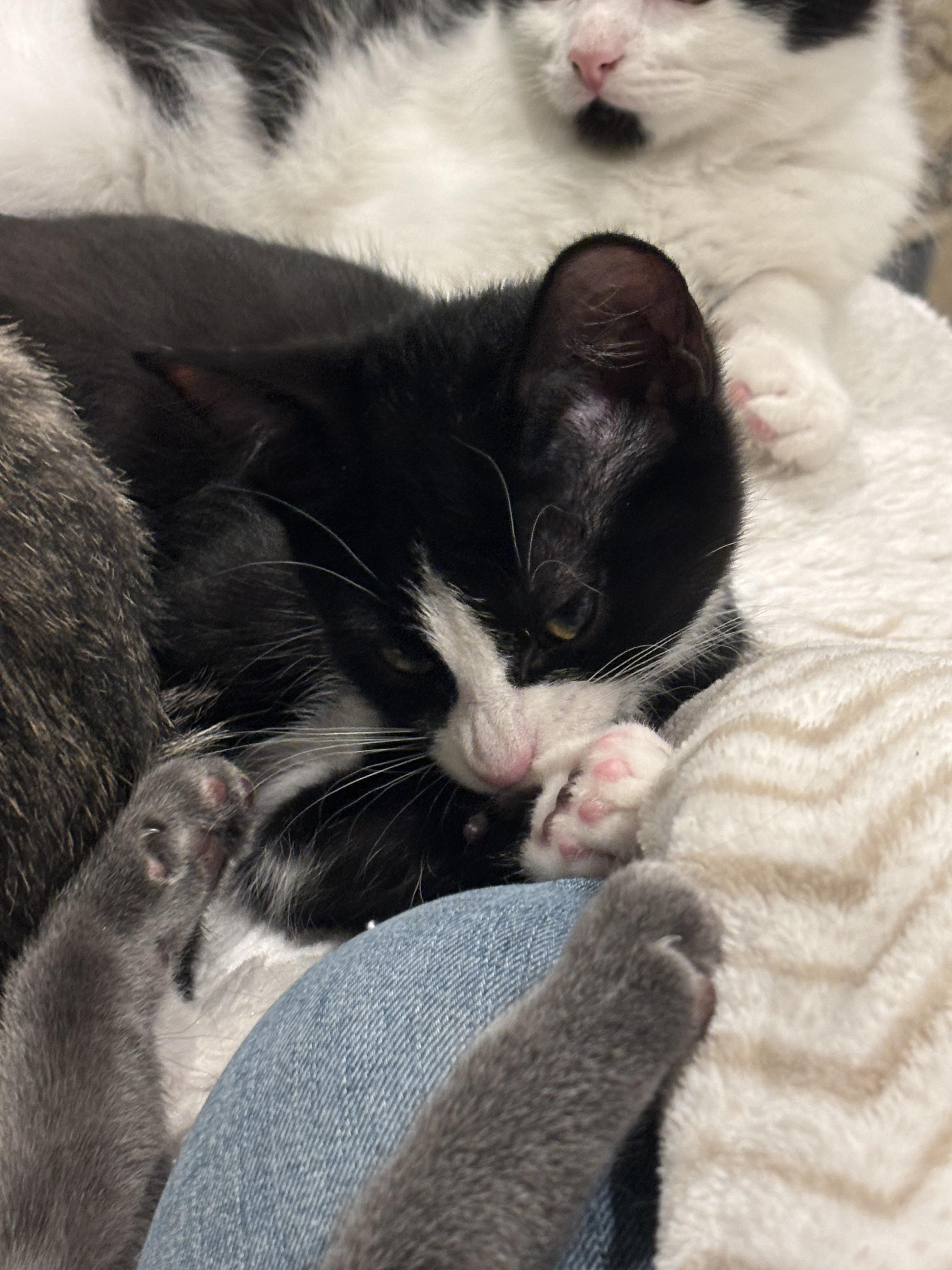 Enlarge Prescott 2.5, a Adoptable Domestic Short Hair in Plainville, MA image 3/3