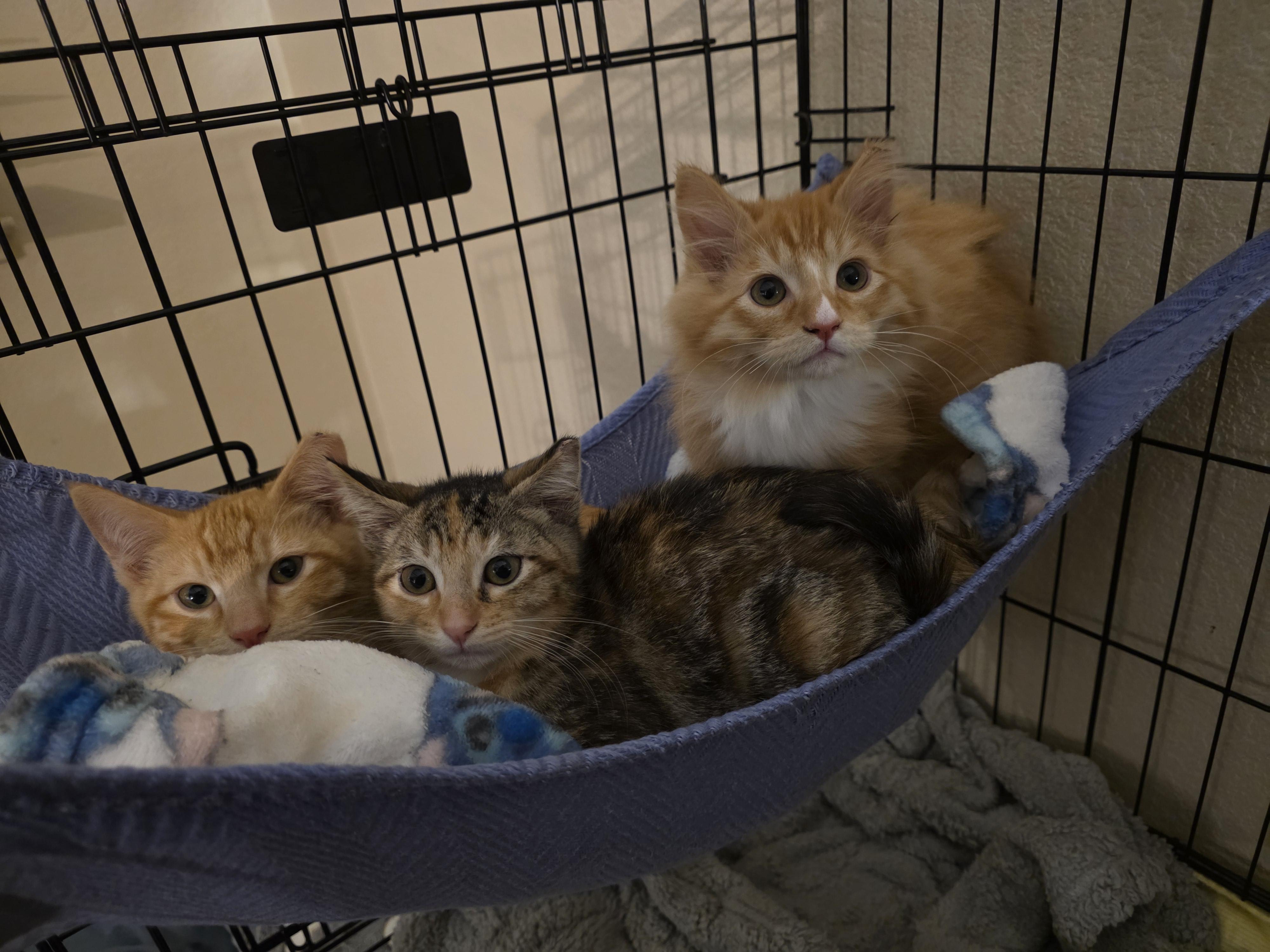 Enlarge Bean, a ADOPTABLE Tortoiseshell in Vacaville, CA image 3/3