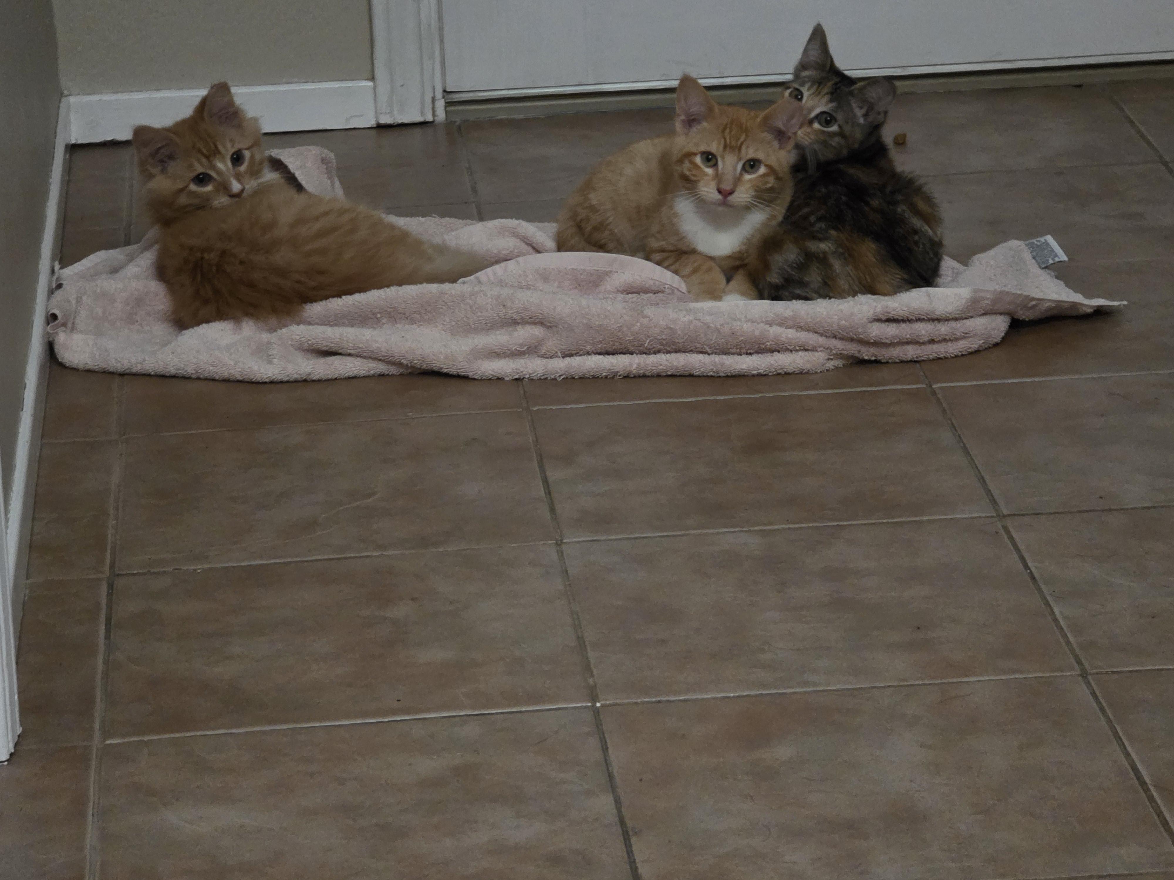 Enlarge Bean, a ADOPTABLE Tortoiseshell in Vacaville, CA image 2/3