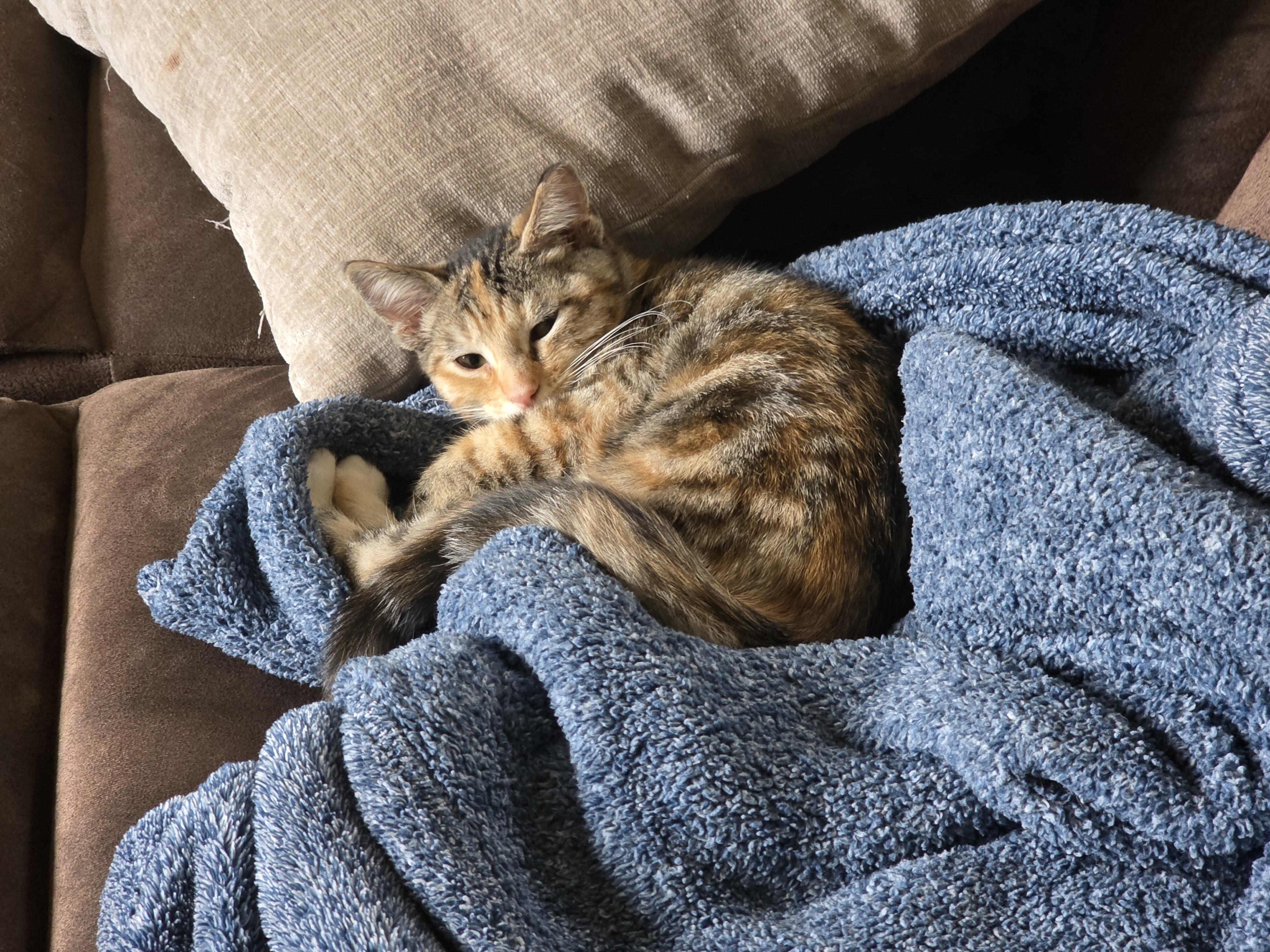Bean, ADOPTABLE, Kitten Female Tortoiseshell.