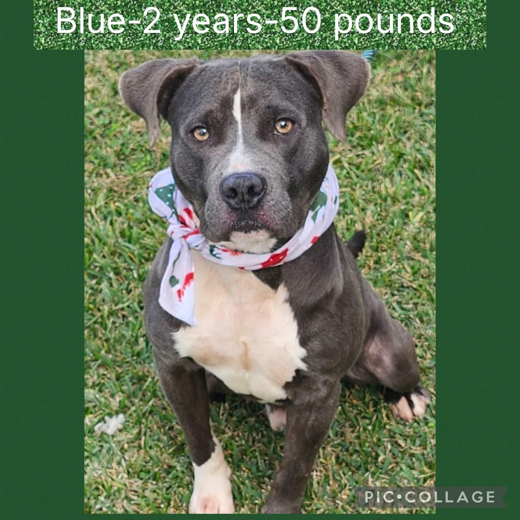 Enlarge Blue, a ADOPTABLE mixed breed in New Iberia, LA image 1/1